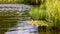 Artificial pond with wave in water and aquatic green plants.