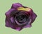 Artificial Purple Fake Flowers Rose isolated on green background