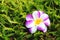 artificial purple flower on grass