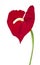 Artificial red flamingo flower