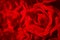 Artificial red rose background for love.