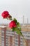 Artificial rose on the window against the background of residential buildings and smoking chimneys, quarantine, melancholy