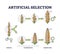 Artificial selection with selective breeding for vegetables outline diagram