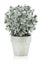 Artificial silver houseplant isolated on the white background