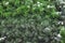 Artificial spruce, close-up. Green needles, branches