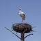 Artificial stork stuffed in a nest