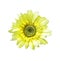 Artificial sunflower isolated