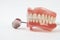 Artificial teeth on a white background with copy space.