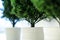 Artificial thuja in white, ceramic pots. Ornamental plants for home decoration. Close-up