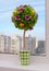 Artificial topiary. Handmade - flowers with fruit. On the window