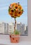 Artificial topiary. Handmade - flowers with fruit. On the window