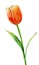 Artificial Tulip