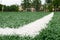 Artificial turf for football game, white line on corner on foreground, nobody