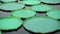 Artificial water Lily leaves in New Holland  pond