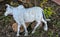 Artificial white  bull standing  on ground