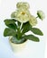 Artificial White Flower on the pot isolated