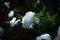 Artificial white rose with green leaves with defocused backdrop