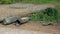 Artillery shells lie on the side of the asphalt road, dandelions bloom and the grass turns green