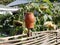 An artisan clay vessel for liquid dries on a makeshift fence made of long branches on a hot summer day in the village.