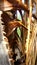 Artisan Palm Tree Inner Skelton Fiber Frans Leaves  Dried on  Living  plant Nature Foliage Tree Artography
