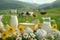 Artisanal cheese and bottle of milk amidst lush Alpine meadow, grazing cows