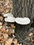 Artist or Conk mushrooms growing on an Oak Tree