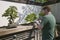 Artist draws Japanese Bonsai tree in National Arboretum, Washington D.C.