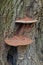 Artist`s bracket mushroom on a trunk