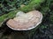 Artist\'s Conk - Ganoderma applanatum