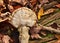 Artist`s fungus growing on dead wood