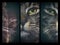 Artistic 3 frame tabby cat