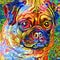 Artistic Adorable Cute Pug Dog Portrait Painting