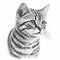 Artistic American Shorthair Cat Coloring Page.