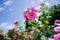 Artistic angle of a pink French Rose flower plants
