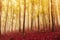 Artistic autumn season oversaturated foogy forest landscape