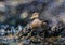 Artistic background surrounds yellow-billed pintail duck in South Georgia