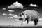 Artistic, black and white photo of african Hippo, Hippopotamus amphibius, low angle, direct view of big bull hippo staring at