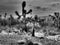 Artistic black and white photo of joshua trees, Yucca brevifolia, in Mexican desert