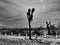 Artistic black and white photo of joshua trees, Yucca brevifolia, in Mexican desert