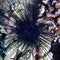 Artistic Blue Black Spiny Sea Urchin Top Down Neon Color and Design