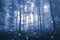 Artistic blue color foggy forest tree fairytale