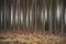 Artistic blur effect applied to pine tree forest Autumn Fall lan