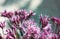 Artistic Boneset flower blooming in the summer. Eupatorium bush.