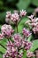 Artistic Boneset flower blooming in the summer. Eupatorium bush.