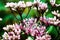 Artistic Boneset flower blooming in the summer. Eupatorium bush.