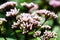 Artistic Boneset flower blooming in the summer. Eupatorium bush.