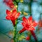 Artistic close-up of the beautiful red tubular flowers and buds of standing cypress Ipomopsis rubra