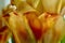 Artistic close up of orange / red tulip petals