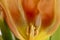 Artistic close up of orange / red tulip petals and stamens