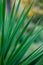 Artistic closeup of Yuca plant with long sharp leafs and beautiful yellow bokeh, Italy, Europe